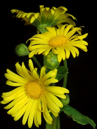 Doronicum orientale