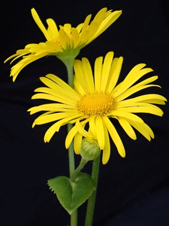 Doronicum orientale