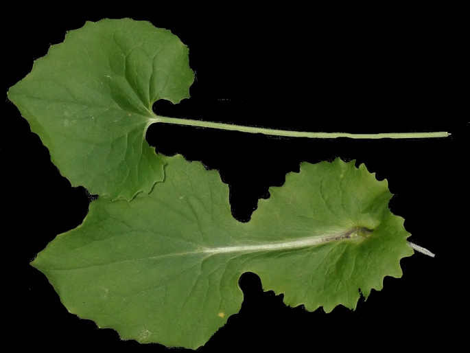 Doronicum orientale