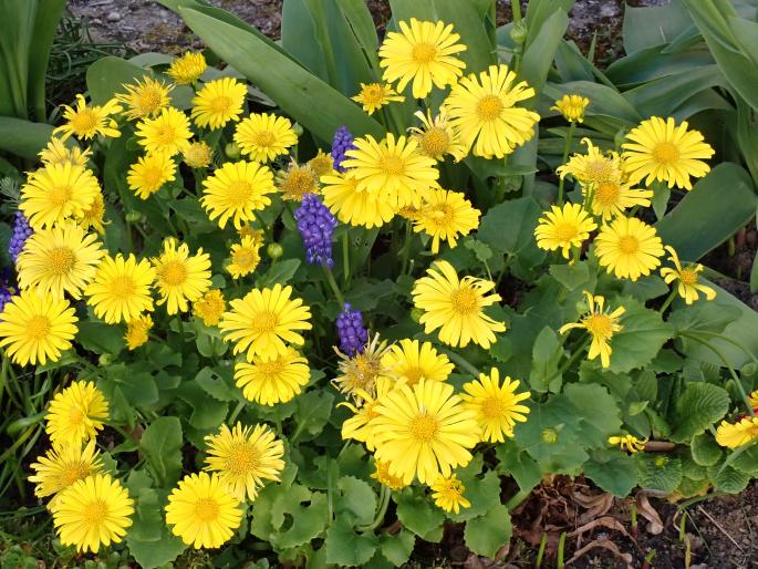 Doronicum orientale