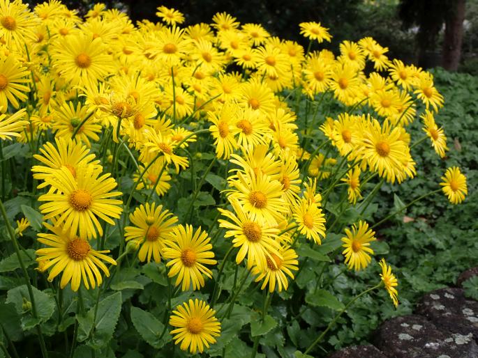 Doronicum orientale