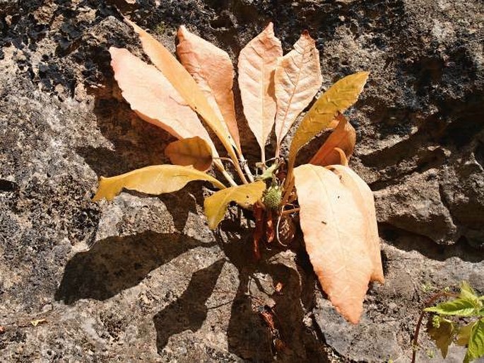 Dorstenia foetida