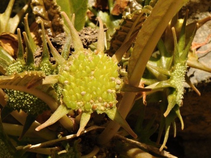 Dorstenia foetida