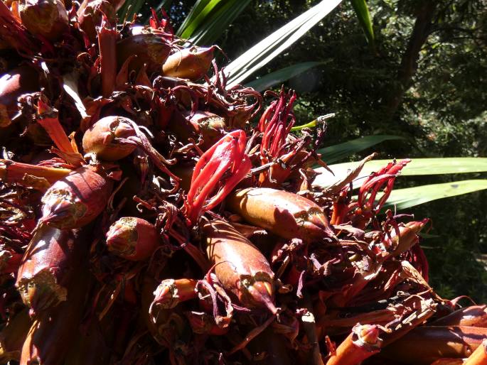 Doryanthes palmeri