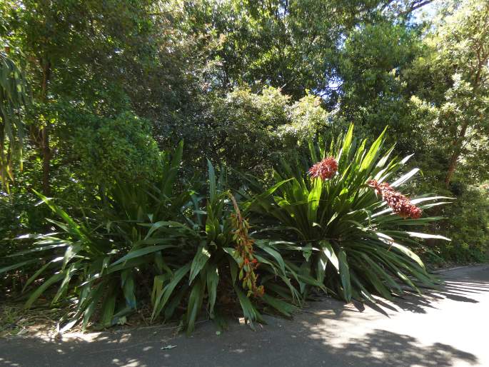 Doryanthes palmeri