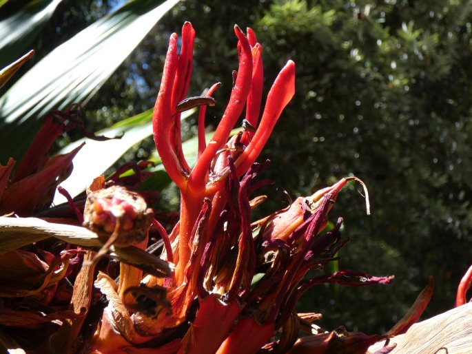 Doryanthes palmeri