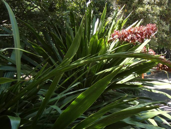 Doryanthes palmeri