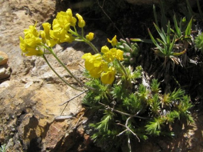 Draba bruniifolia