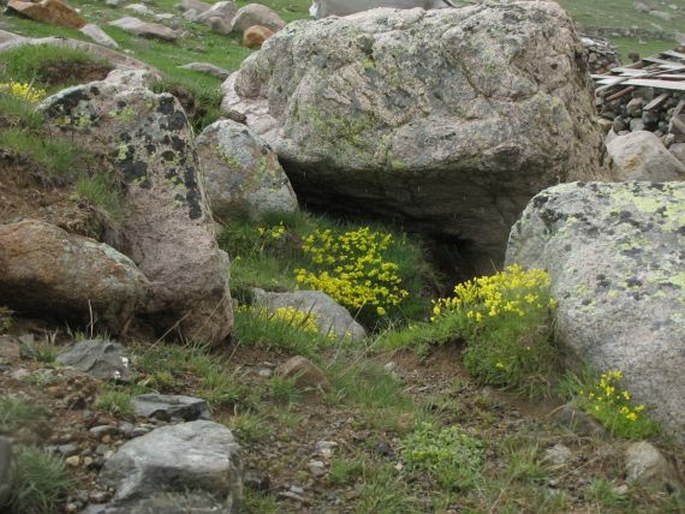 Draba bruniifolia