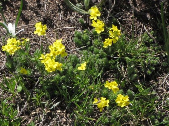 Draba bruniifolia