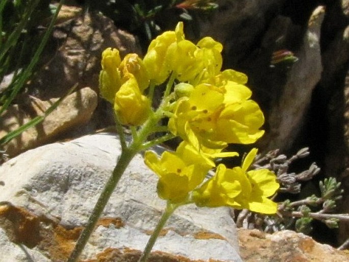 Draba bruniifolia