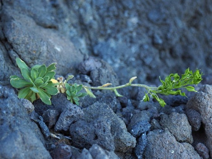 Draba gilliesii