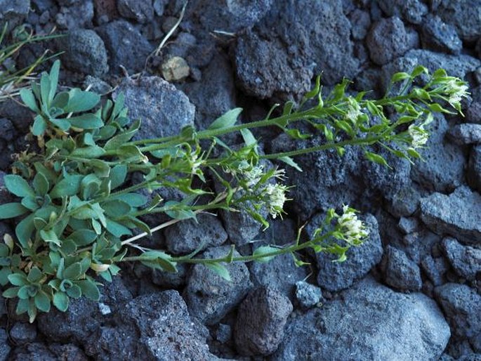 Draba gilliesii