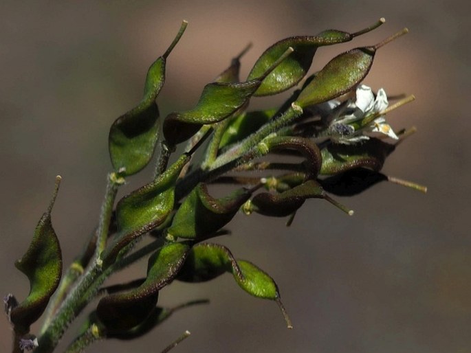 Draba gilliesii