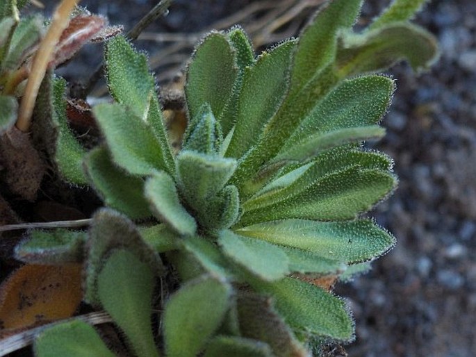 Draba gilliesii