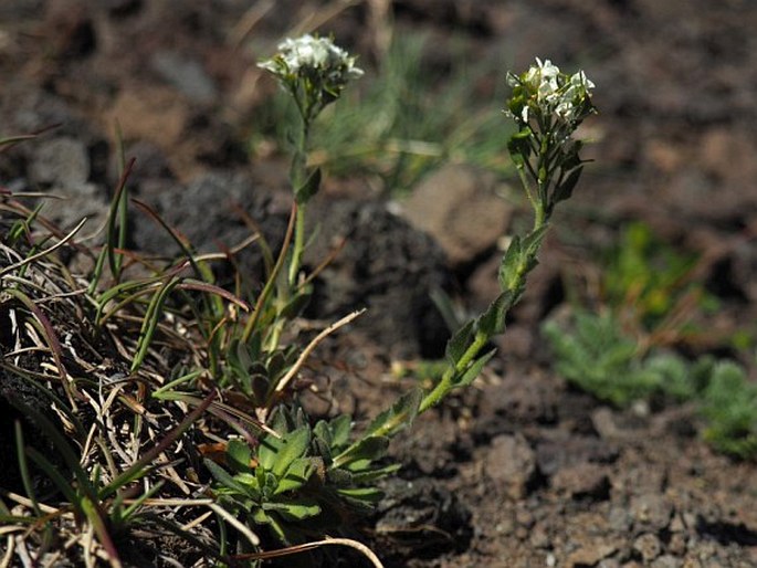 Draba gilliesii