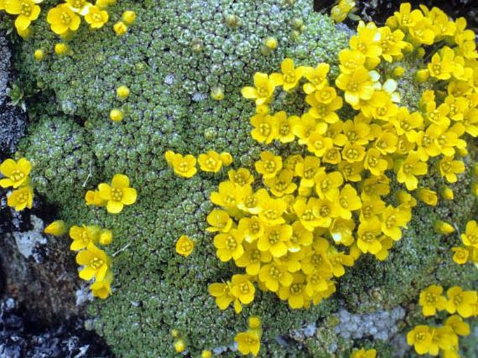 Draba imbricata