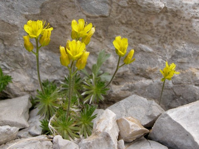 Draba aspera