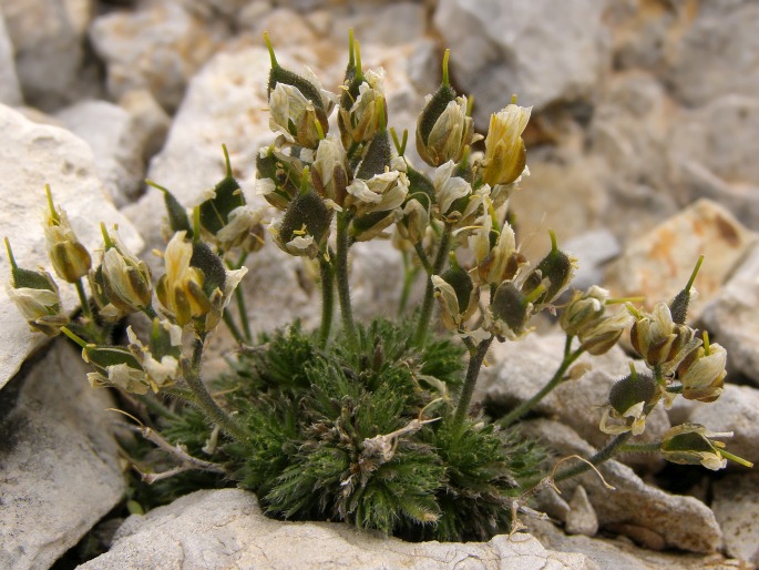 Draba aspera