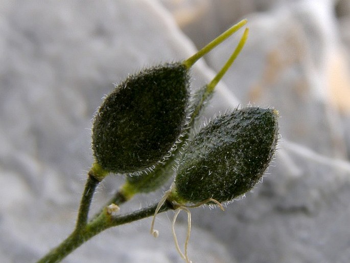 Draba aspera