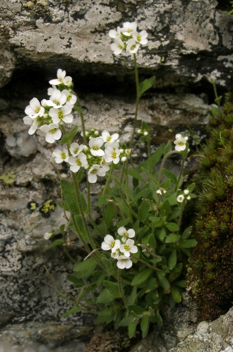 Draba korabensis