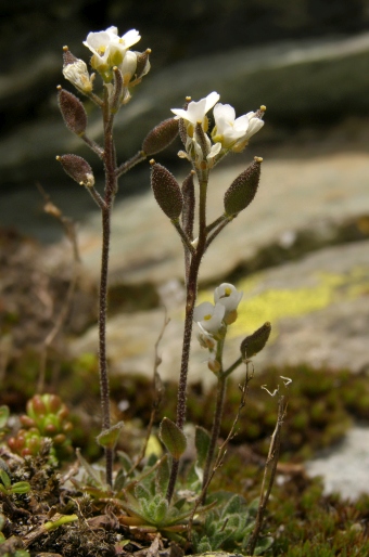 Draba korabensis