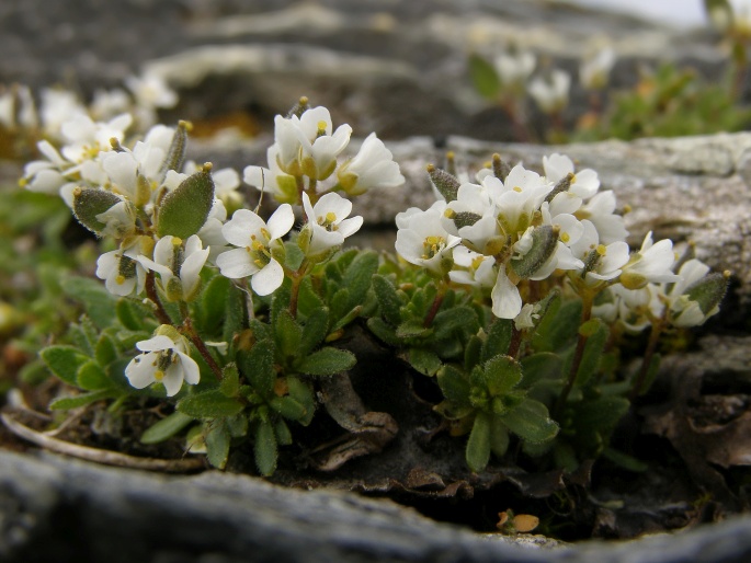 Draba korabensis