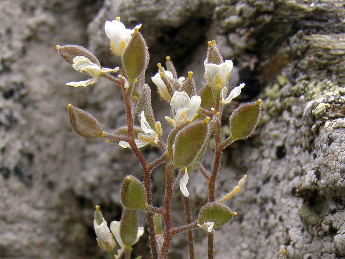 Draba korabensis