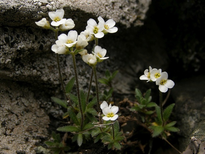 Draba korabensis