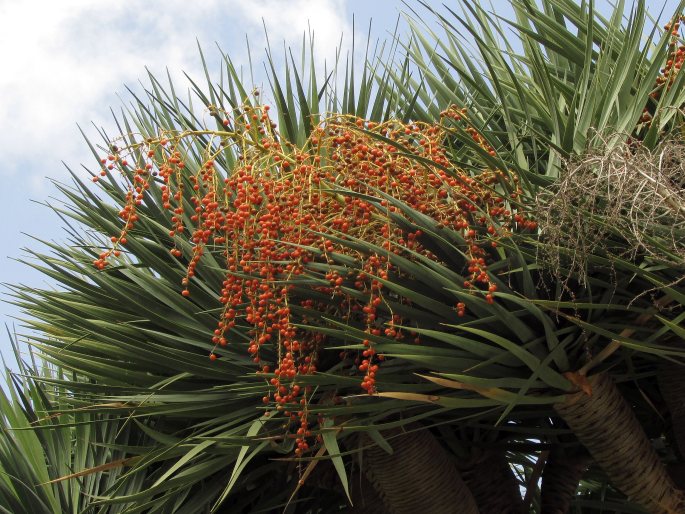 Dracaena draco