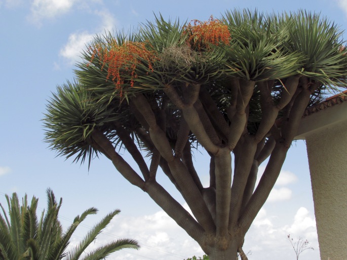 Dracaena draco