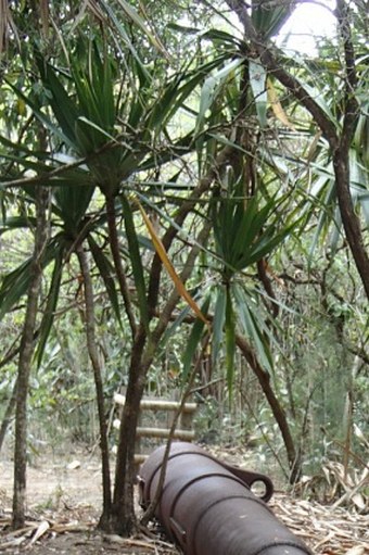 Dracaena concinna