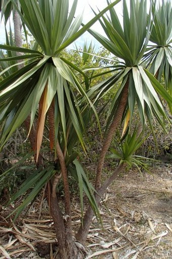 Dracaena concinna