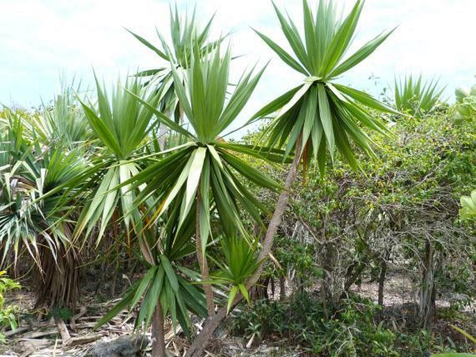 DRACAENA CONCINNA Kunth – dračinec