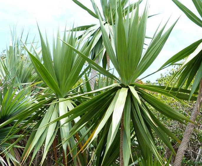 Dracaena concinna