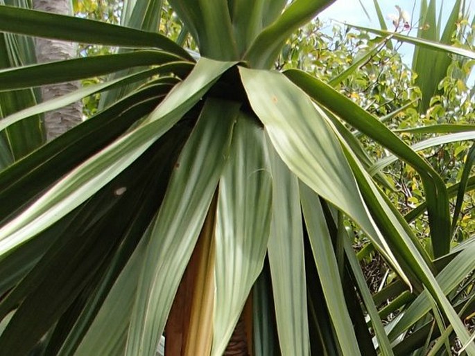 Dracaena concinna