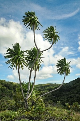 Dracaena multiflora