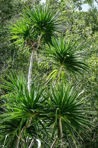 Dracaena multiflora
