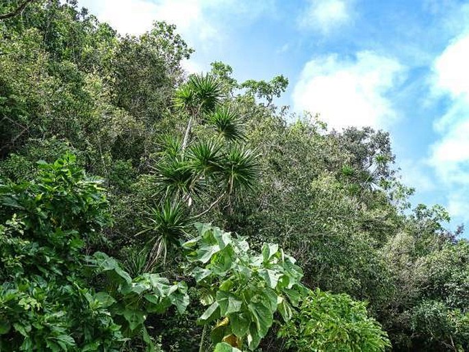 Dracaena multiflora