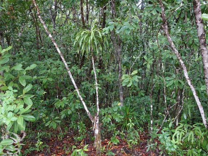 Dracaena multiflora
