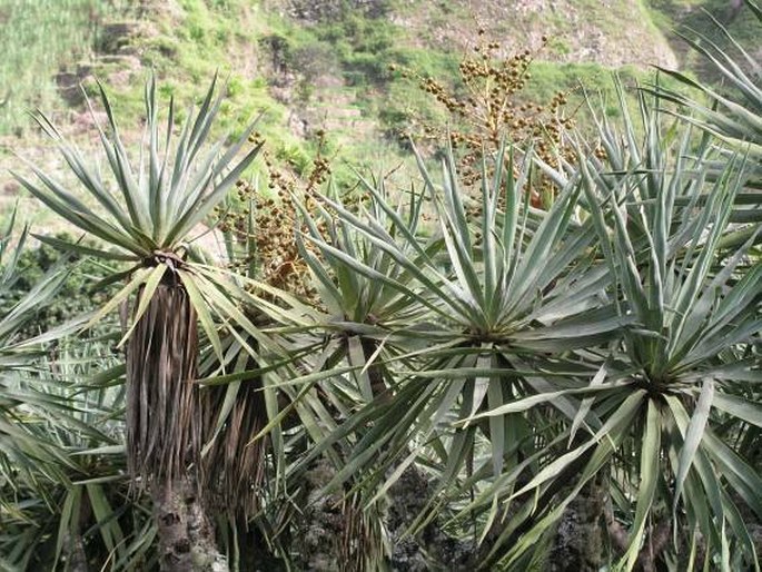 DRACAENA DRACO subsp. CABOVERDEANA Marrero Rodr. et R. S. Almeida – dračinec