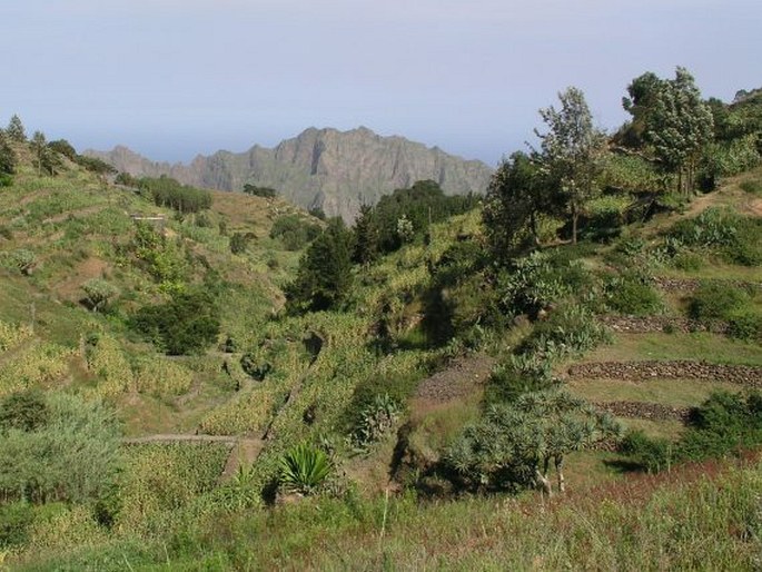 Dracaena draco subsp. caboverdeana