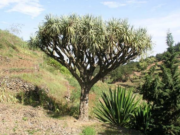 Dracaena draco subsp. caboverdeana