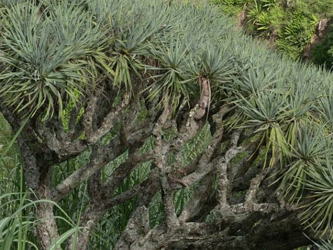 Dracaena draco subsp. caboverdeana