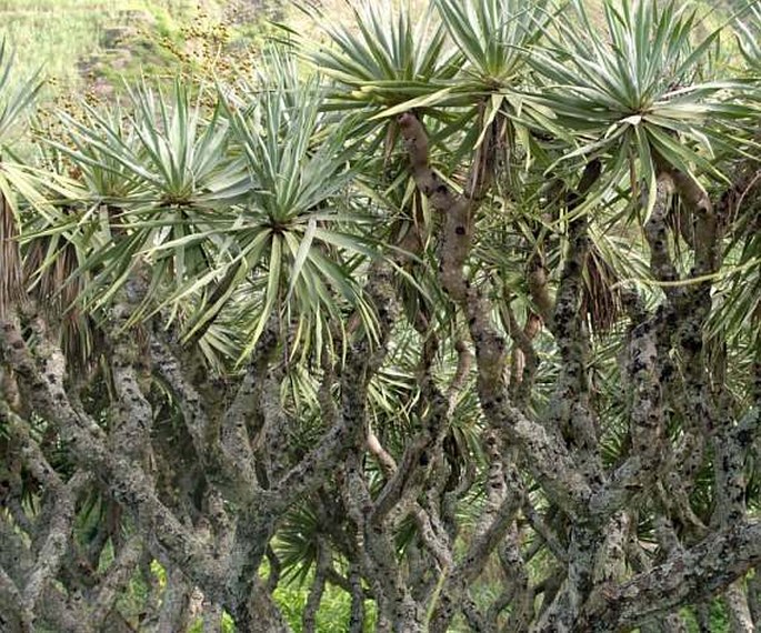 Dracaena draco subsp. caboverdeana