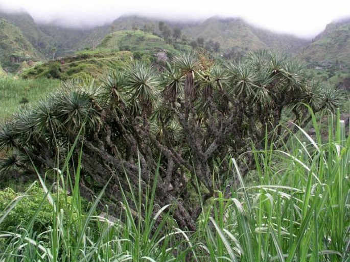 Dracaena draco subsp. caboverdeana