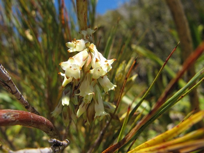 Dracophyllum longifolium