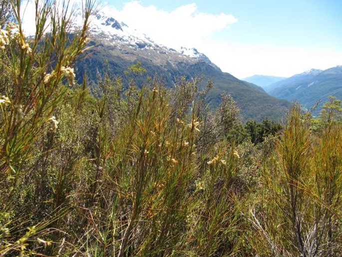 Dracophyllum longifolium