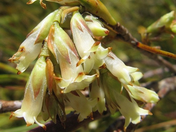 Dracophyllum longifolium