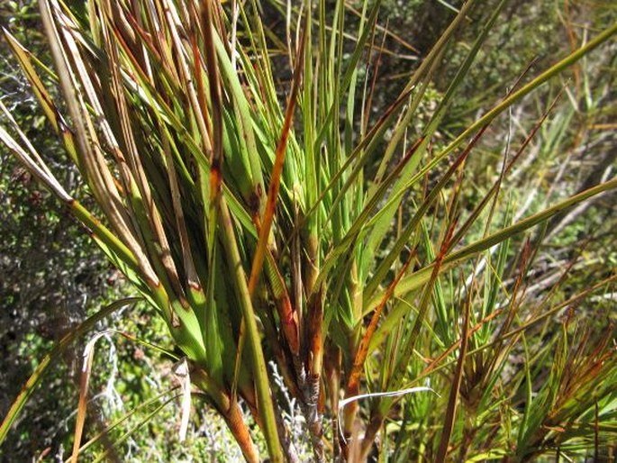 Dracophyllum longifolium